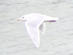 Larus glaucescens × hyperboreus