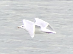 Larus glaucescens × hyperboreus
