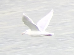 Larus glaucescens × hyperboreus