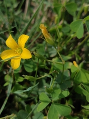 Oxalis dillenii