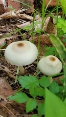 Agaricineae