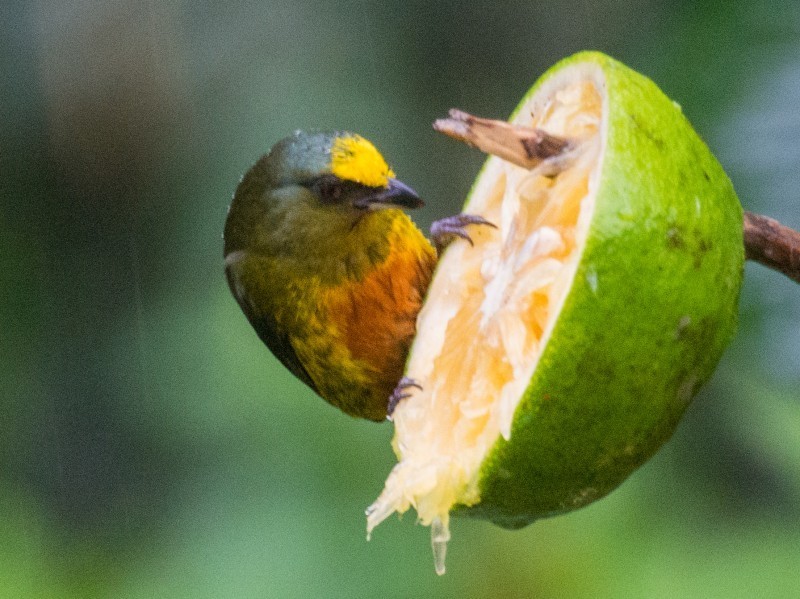 Olive-backed Euphonia
