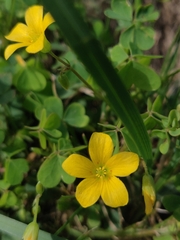 Oxalis dillenii