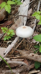 Agaricineae