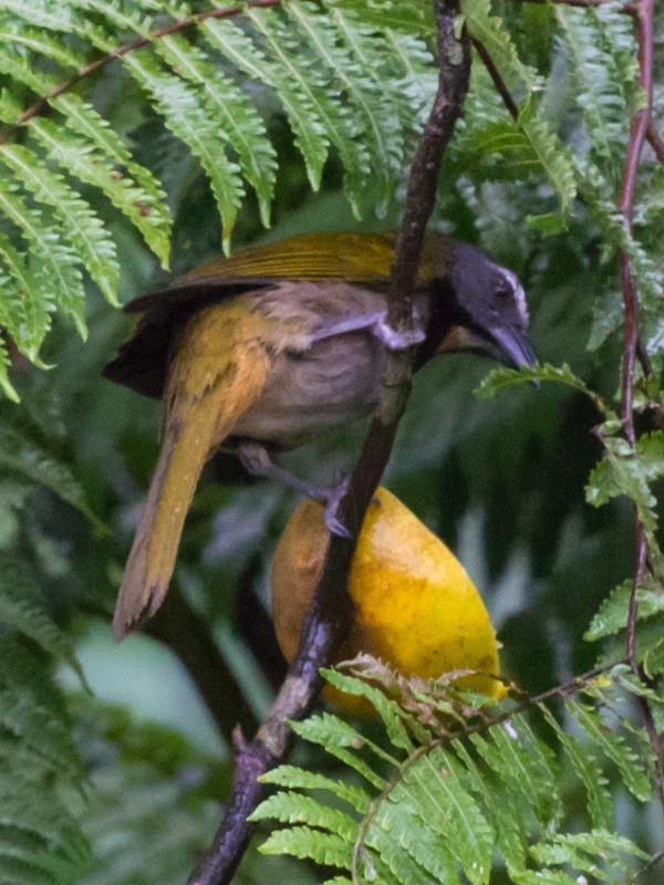 Buff-throated Saltator
