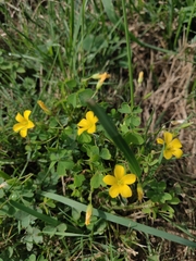 Oxalis dillenii