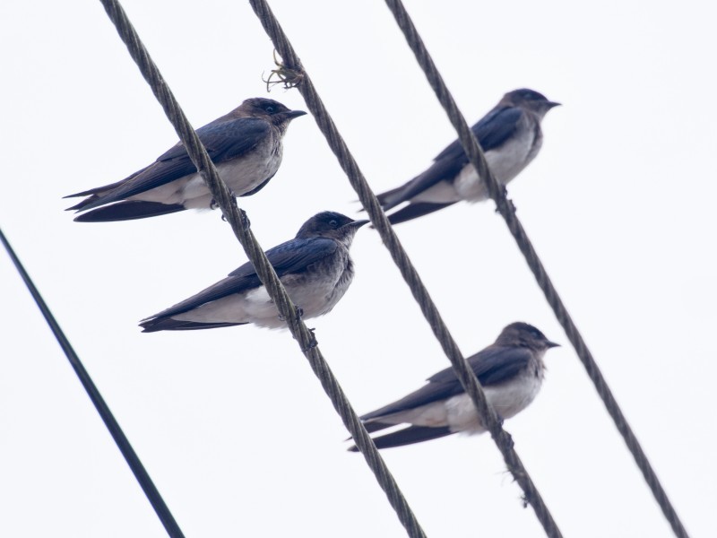 Grey-breasted Martin