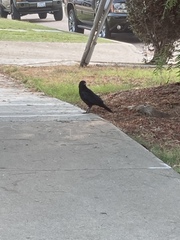 Corvus brachyrhynchos