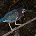 Eastern Green Heron - Photo (c) carnifex, some rights reserved (CC BY), uploaded by carnifex
