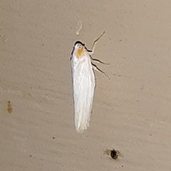 Neocenchrea heidemanni