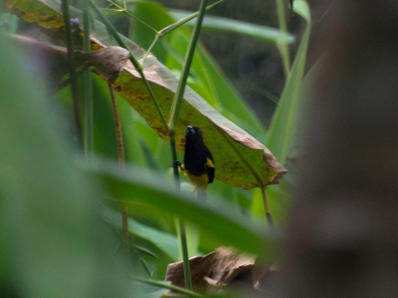 Black-cowled Oriole