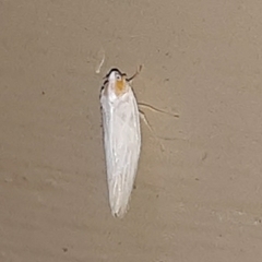 Neocenchrea heidemanni