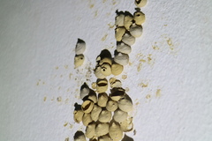 Omicroides singularis