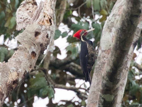 Lineated Woodpecker