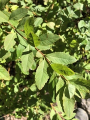 Spiraea alba latifolia