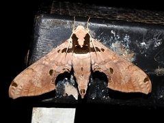 Adhemarius gannascus