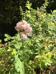 Spiraea alba latifolia