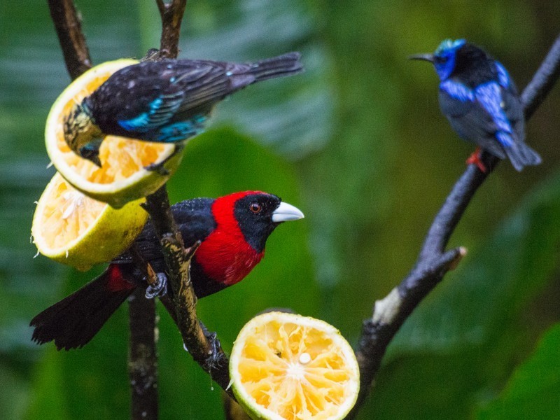 Crimson-collared Tanager
