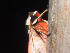 Adhemarius gannascus
