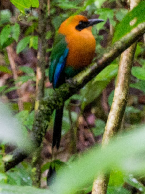 Rufous Motmot