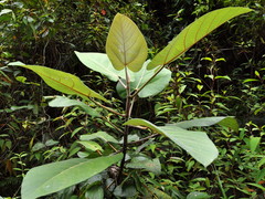 Ficus padana