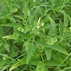 Physalis longifolia