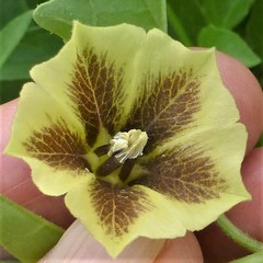 Physalis longifolia