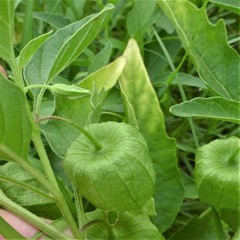 Physalis longifolia