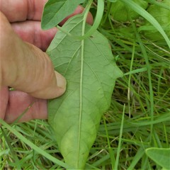 Physalis longifolia