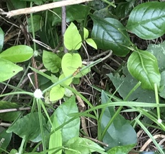 Episyrphus balteatus