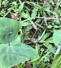 Episyrphus balteatus