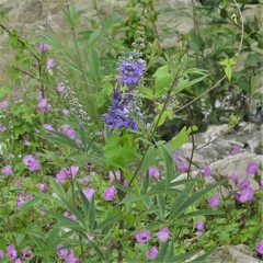 Vitex agnus-castus