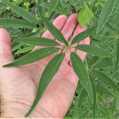 Vitex agnus-castus