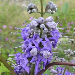 Vitex agnus-castus