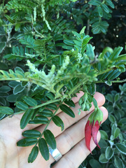 Clianthus maximus