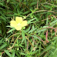 Ludwigia octovalvis