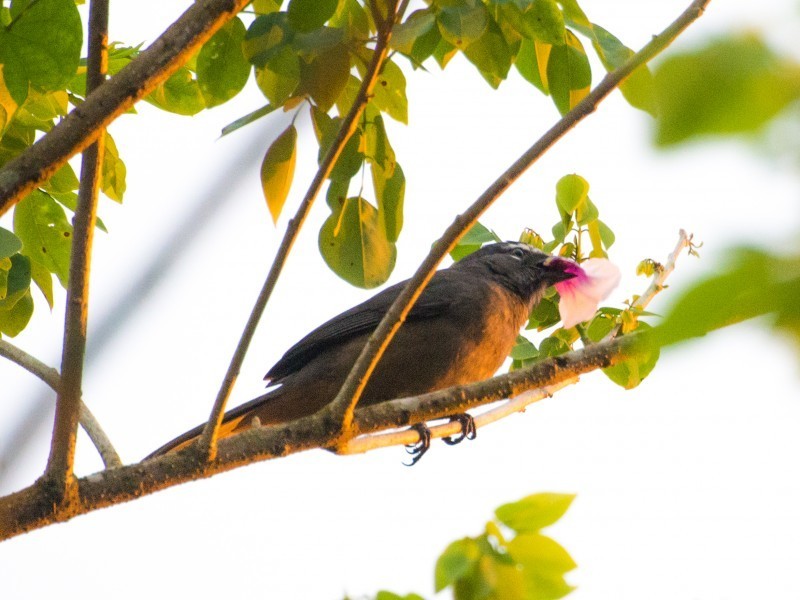 Black-headed Saltator
