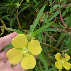 Ludwigia octovalvis