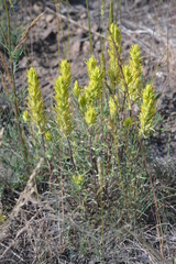 Castilleja flava