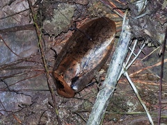 Archimandrita tessellata