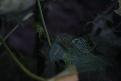 Insecta
