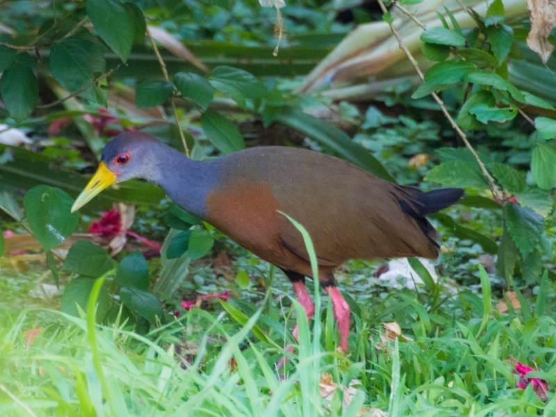 Grey-cowled Wood-rail