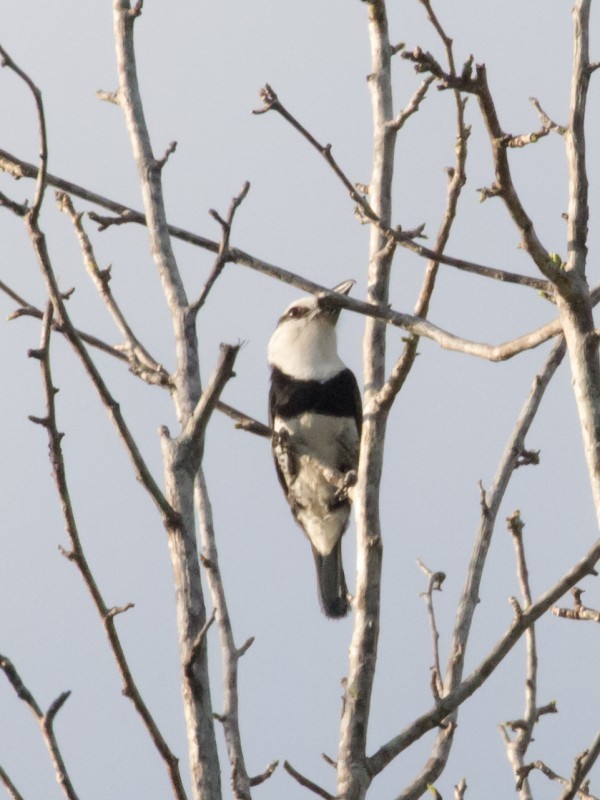 White-necked Puffbird