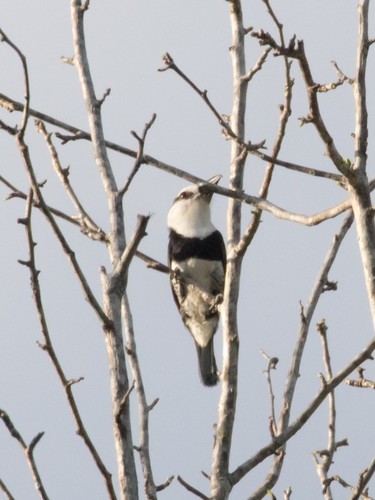 White-necked Puffbird