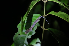 Cyrtodactylus miriensis