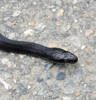 Eastern Ratsnake photographed in Connecticut