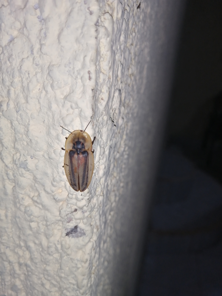 Cratomorphus signativentris