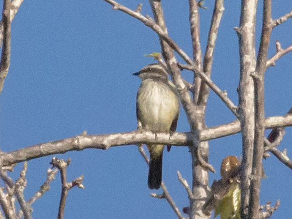 Piratic Flycatcher