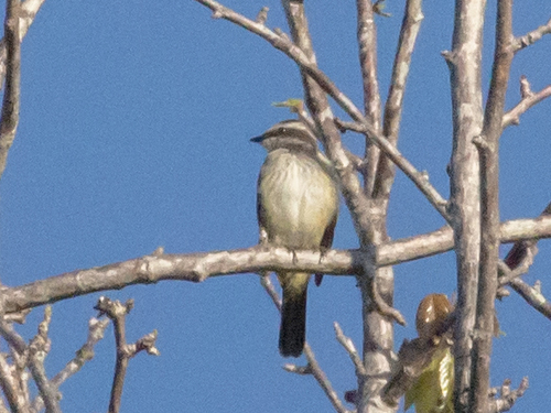Piratic Flycatcher