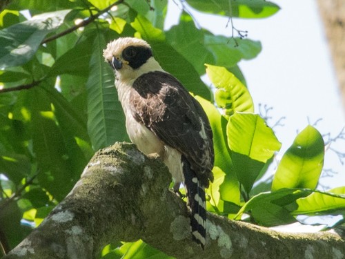 Laughing Falcon